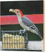 Red Bellied Woodpecker Wood Print