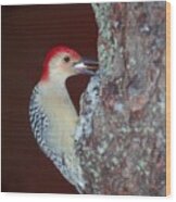Red-bellied Woodpecker Wood Print