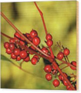 Red Berries In Golden Light Wood Print