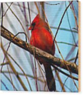 Red Bird Sitting Patiently Wood Print
