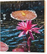 Red Blossom Water Lily Wood Print