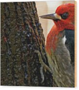 Red-breasted Sapsucker Wood Print