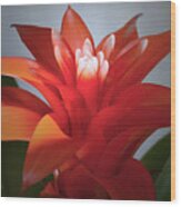 Red Bromeliad Bloom. Wood Print