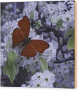 Red Butterfly On Cherry Blossoms Wood Print