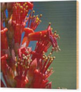 Red Cactus Flower 1 Wood Print