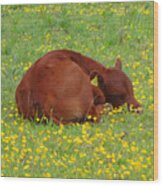 Red Calf In The Buttercup Meadow Wood Print