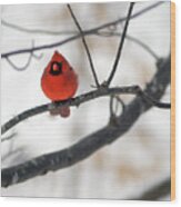 Red Cardinal In Snow Wood Print