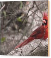 Red Cardinal Daddy On Duty Wood Print