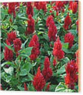 Red Celosia Garden Wood Print