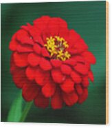 Red Dahlia In Pastel Wood Print