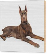 Red Doberman Pinscher Dog Lying Profile Wood Print