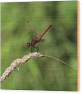 Red Dragonfly 070818 Wood Print