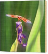 Red Dragonfly On Purple Flower Wood Print