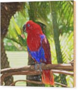 Red Eclectus Parrot Wood Print