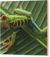 Red Eyed Tree Frog Costa Rica 6 Wood Print