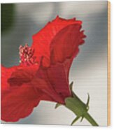 Red Flower Wood Print
