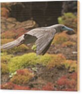 Red-footed Booby In Flight Wood Print