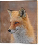 Red Fox 4 Wood Print