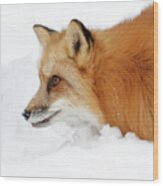 Red Fox Close Up Wood Print