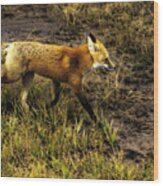 Red Fox In Yellowstone Wood Print