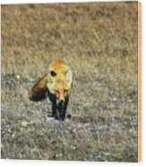 Red Fox On The Tundra Wood Print