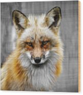 Red Fox Portrait Wood Print