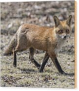 Red Fox Profile Walking Wood Print