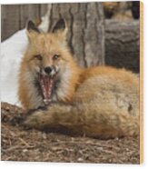 Red Fox Showcases Its Big Teeth Wood Print