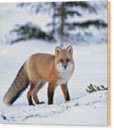 Red Fox Vulpes Vulpes Portrait Wood Print