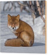 Red Fox Vulpes Vulpes Sitting On Snow Wood Print