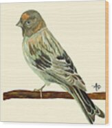 Red-fronted Serin Wood Print