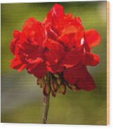 Red Geranium Wood Print