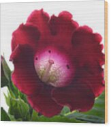 Red Gloxinia. Wood Print