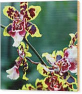 Striped Maroon And Yellow Orchid Wood Print