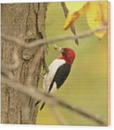 Red Headed Woodpecker Feeding Wood Print