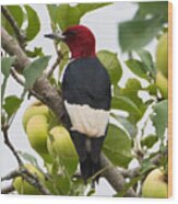 Red-headed Woodpecker Wood Print