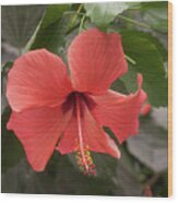 Red Hibiscus Flower Wood Print