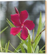 Red Hibiscus, Sri Lanka Wood Print