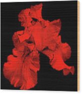 Red Hot Iris Wood Print