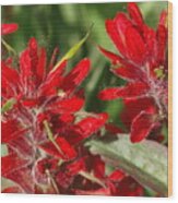 Red Indian Paint Brush Wood Print
