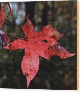 Red Leaf Wood Print