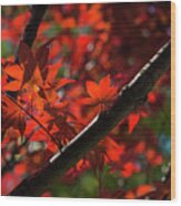 Red Leaves In Spring Sun Wood Print