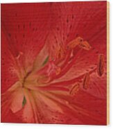 Red Lily Wood Print