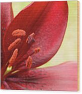 Red Lily For Wealth And Prosperity. Wood Print