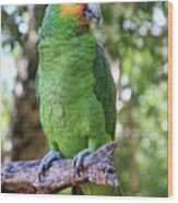 Red-lored Amazon Parrot 2 Wood Print