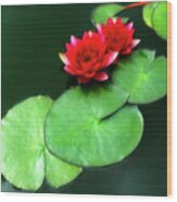 Red Lotus Wood Print