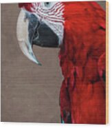 Red Macaw Wood Print