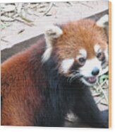 Red Panda Wood Print