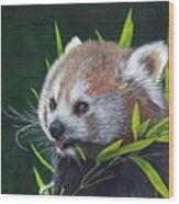 Red Panda Wood Print