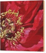 Red Peony In The Spring. Wood Print